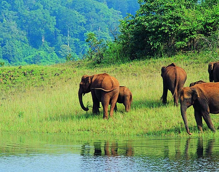  South India Wildlife Tour